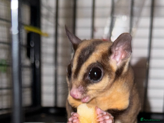 Sugar Glider rodents for sale: Pair of sugar gliders - Advert 1