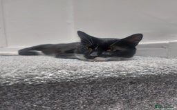 Domestic Shorthair cats for sale: Adorable Tuxedo Cat - Image 5