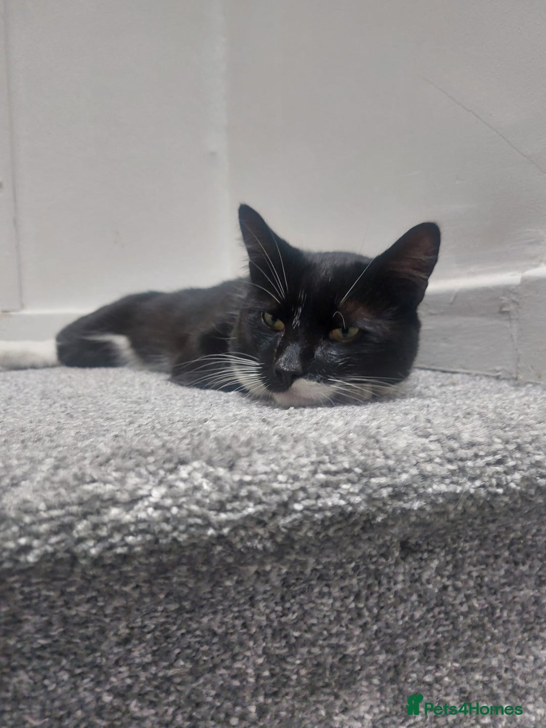 Domestic Shorthair cats for sale: Adorable Tuxedo Cat - Image 5