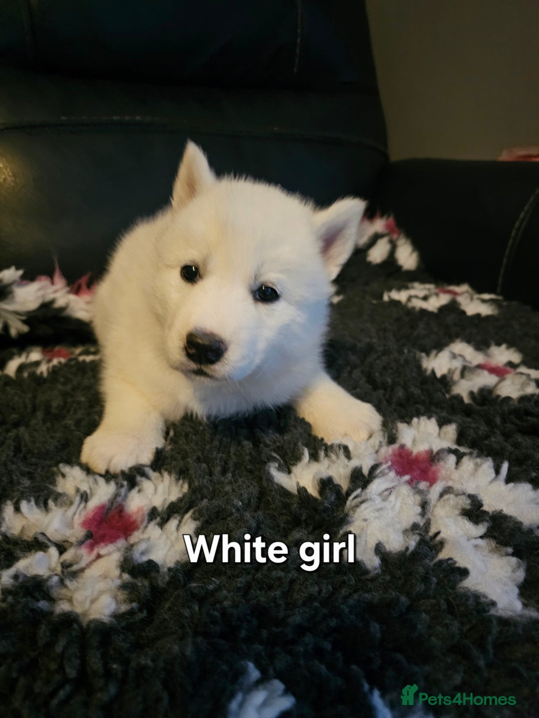 Siberian Husky dogs for sale: 5 beautiful siberian husky fur babies - Advert 26