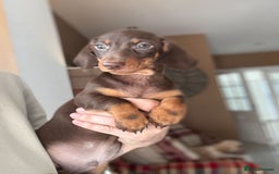 Miniature Dachshund dogs for sale: 🩷 Adorable Miniature Dachshund Puppies💙 - Image 9