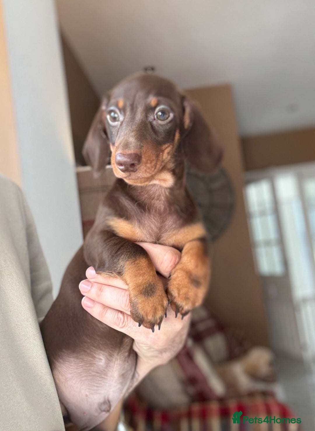 Miniature Dachshund dogs for sale: 🩷 Adorable Miniature Dachshund Puppies💙 - Image 9