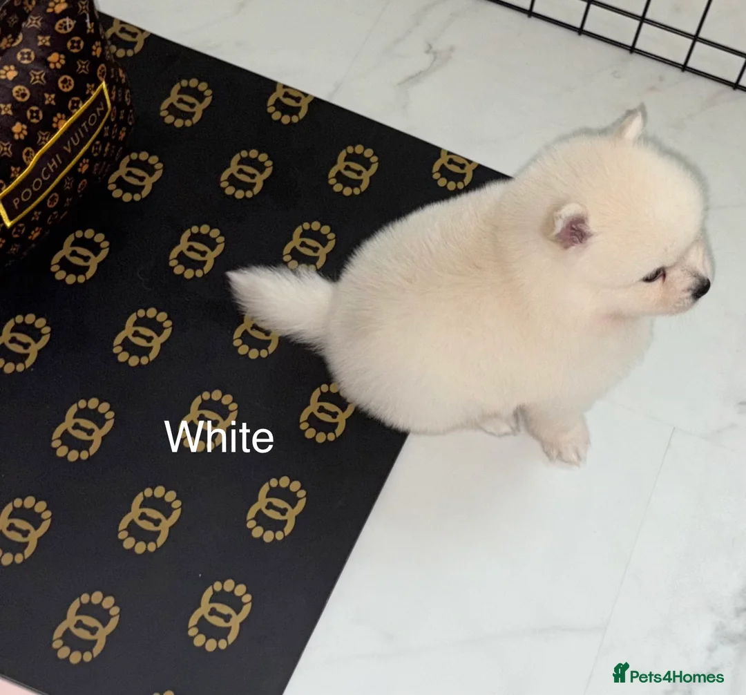 Japanese Spitz dogs for sale: Beautiful Japanese spitz puppy’s  - Advert 2