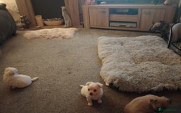 Chihuahua dogs for sale: Cute Chihuahua  - Image 4