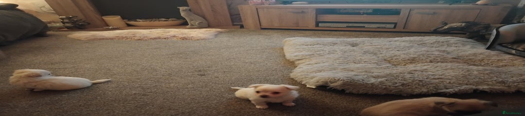Chihuahua Puppy 3