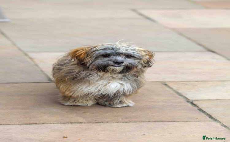 Mixed Breed dogs - Advert 2