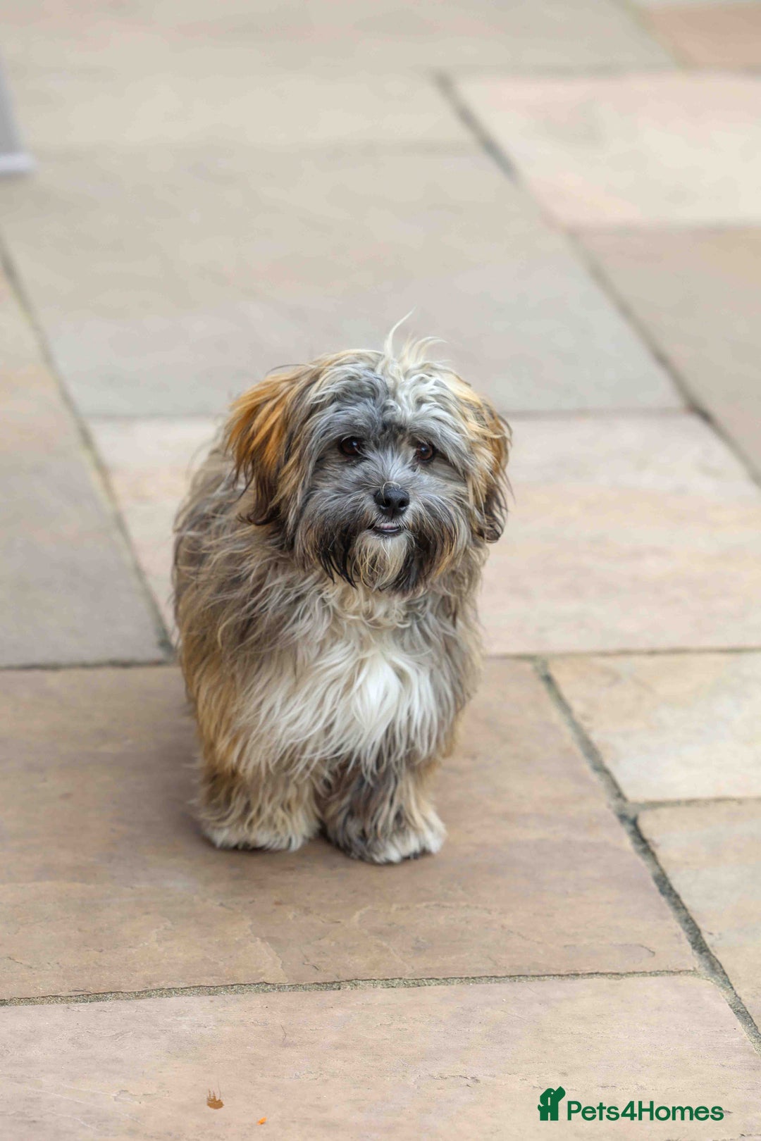 Mixed Breed dogs for adoption: Gilbert the hypoallergenic dog - Image 1