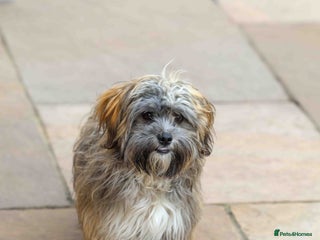 Mixed Breed dogs - Advert 4