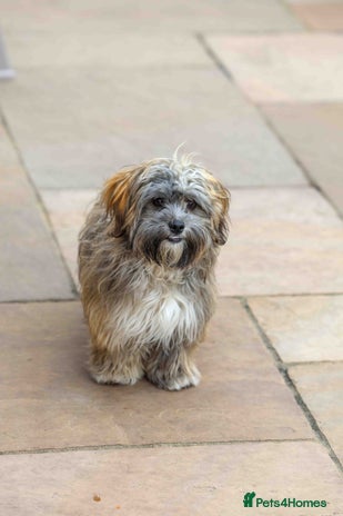 Mixed Breed dogs Gilbert - Reserved - Advert 5