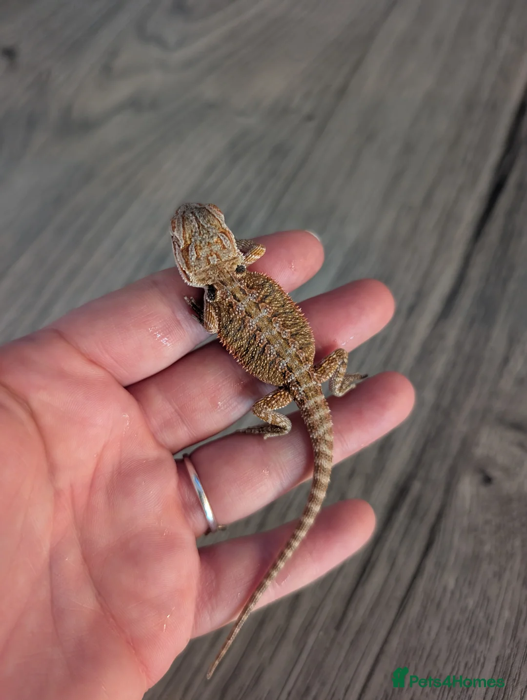 Bearded Dragon reptiles for sale: Baby bearded dragons  - Advert 26