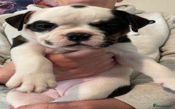 Olde English Bulldogge dogs for sale: Old English bulldogs “NEBBR “ regstd - Image 10