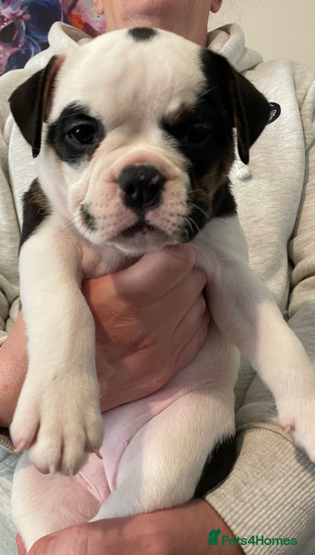 Olde English Bulldogge dogs for sale: Old English bulldogs “NEBBR “ regstd - Image 10