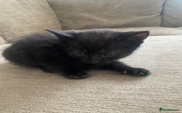 Mixed Breed cats for sale: Mixed breed 7 Kittens, 5 males and 2 female  - Image 10