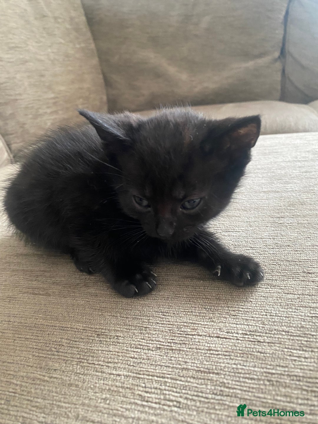Mixed Breed cats for sale: Mixed breed 7 Kittens, 5 males and 2 female  - Image 10