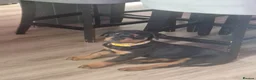 Rottweiler dogs for sale: 10 Week Old Rottweiler Girl - Advert 10