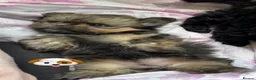 Shih Tzu dogs for sale: Beautiful litter for sale. - Advert 32