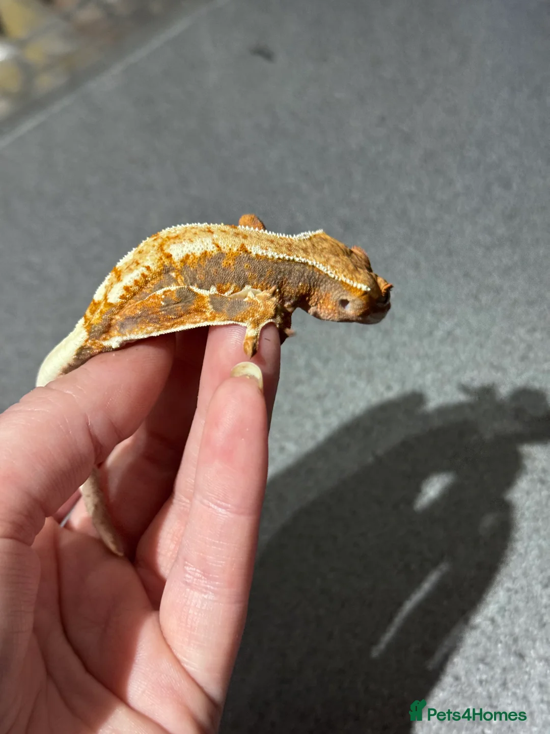 Gecko reptiles for sale: 3x Crested geckos  - Advert 5