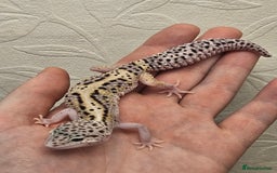 Leopard Gecko reptiles for sale: Leopard geckos babies various morphs  - Image 14