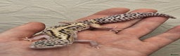 Leopard Gecko reptiles for sale: Leopard geckos babies various morphs  - Advert 14