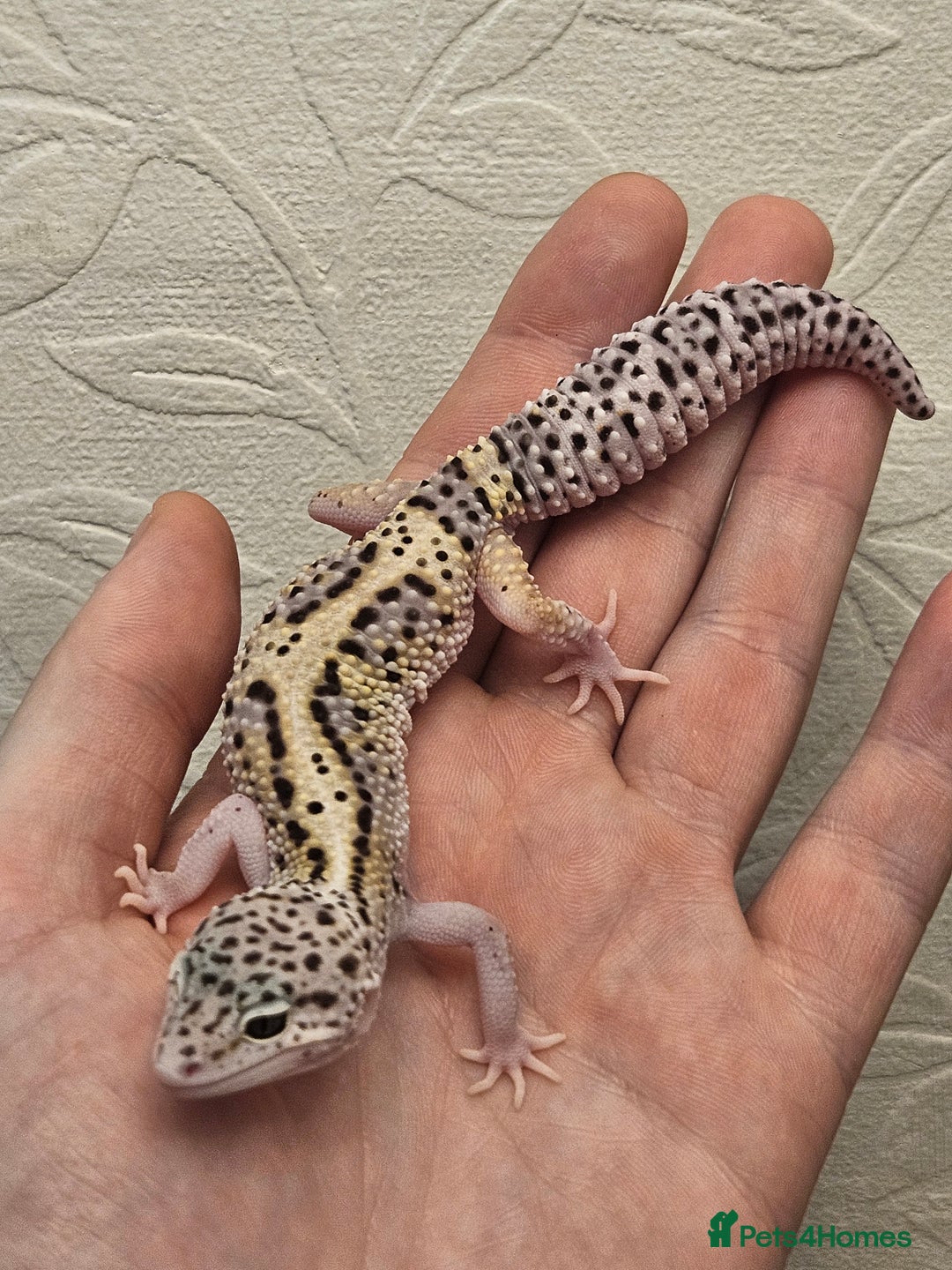 Leopard Gecko reptiles for sale: Leopard geckos babies various morphs  - Image 14