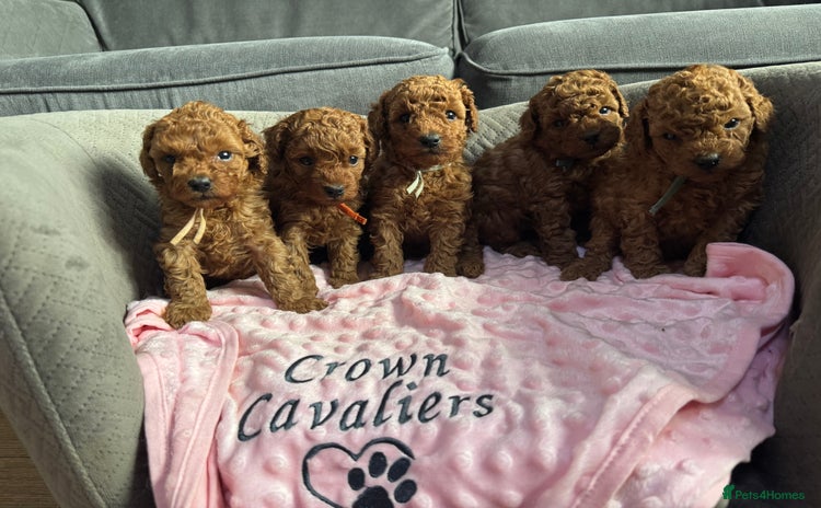 Toy Poodle dogs - Advert 1