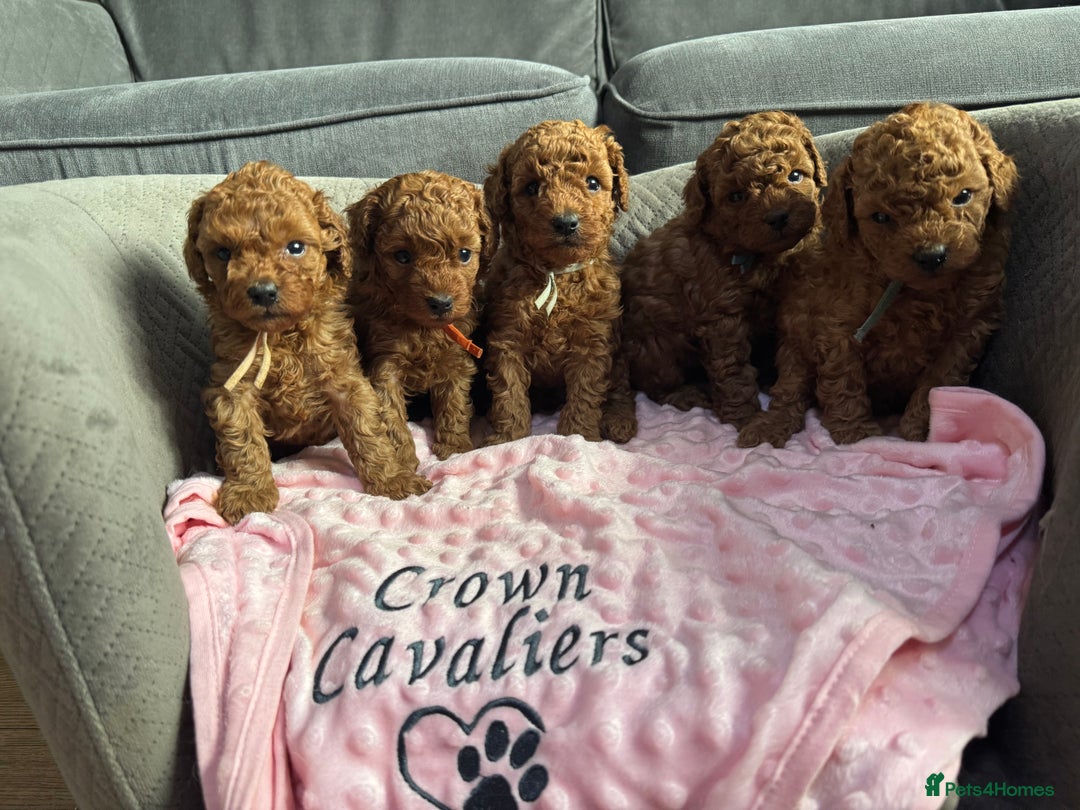 Toy Poodle dogs for sale: EXTENSIVE HEALTH TEST KC RED TOY POODLES LICENSED - Image 1
