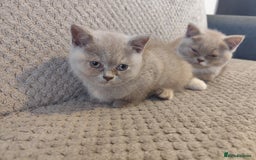British Shorthair cats for sale: READY NOW Beautiful British Shorthair Kittens - Image 4