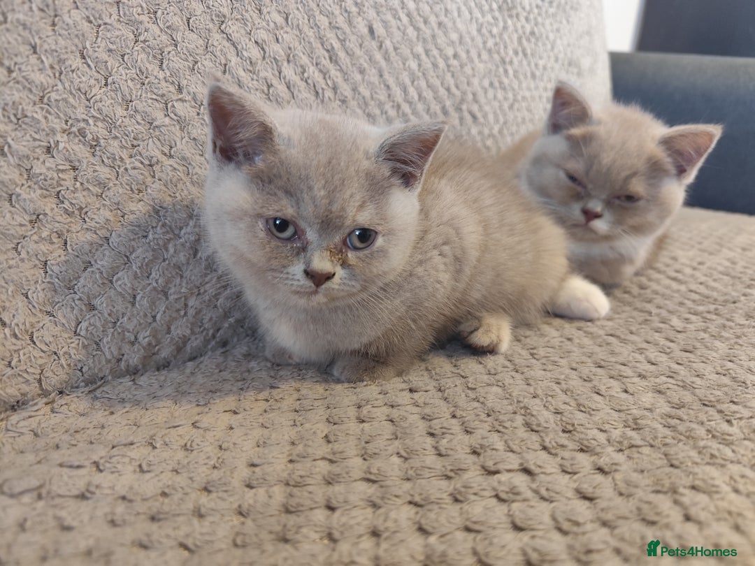 British Shorthair cats for sale: READY NOW Beautiful British Shorthair Kittens - Image 4