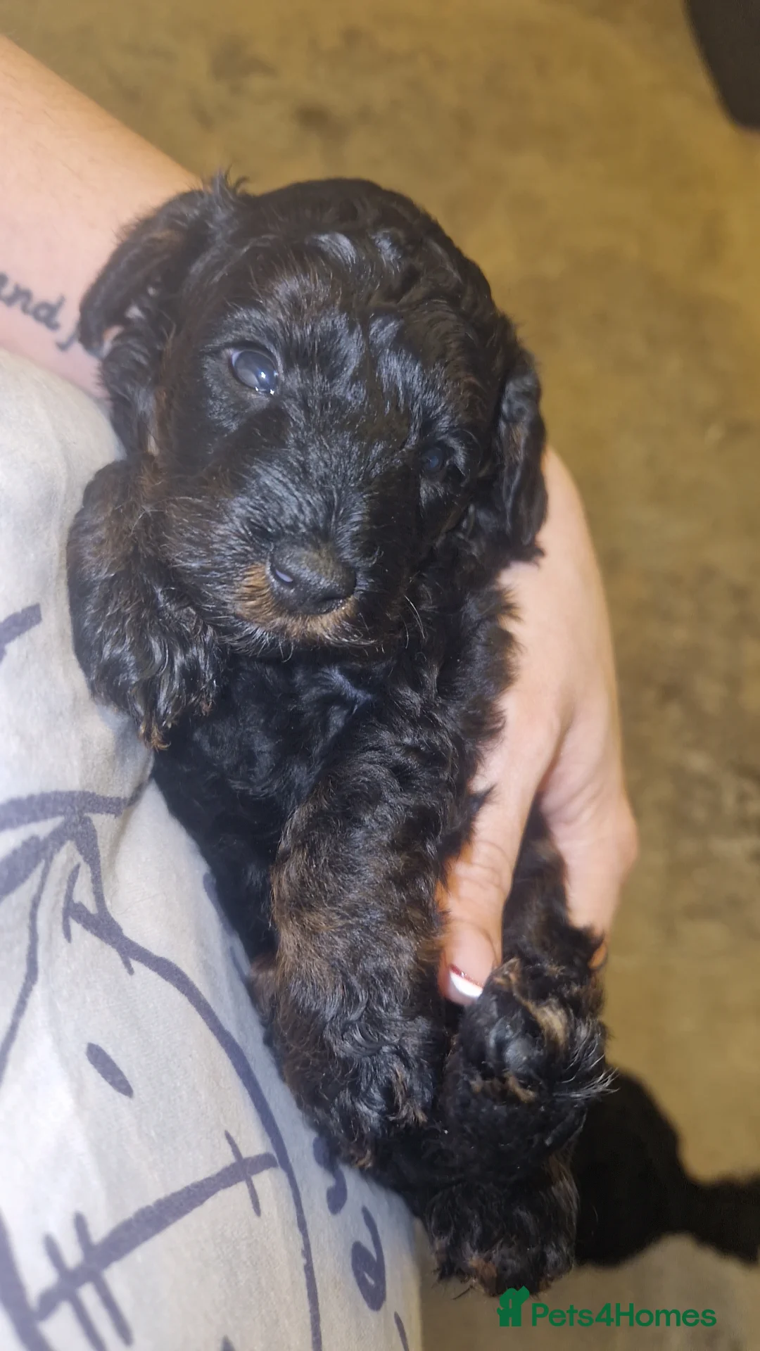 Cockapoo dogs for sale: Toy cockerpoos  - Advert 16