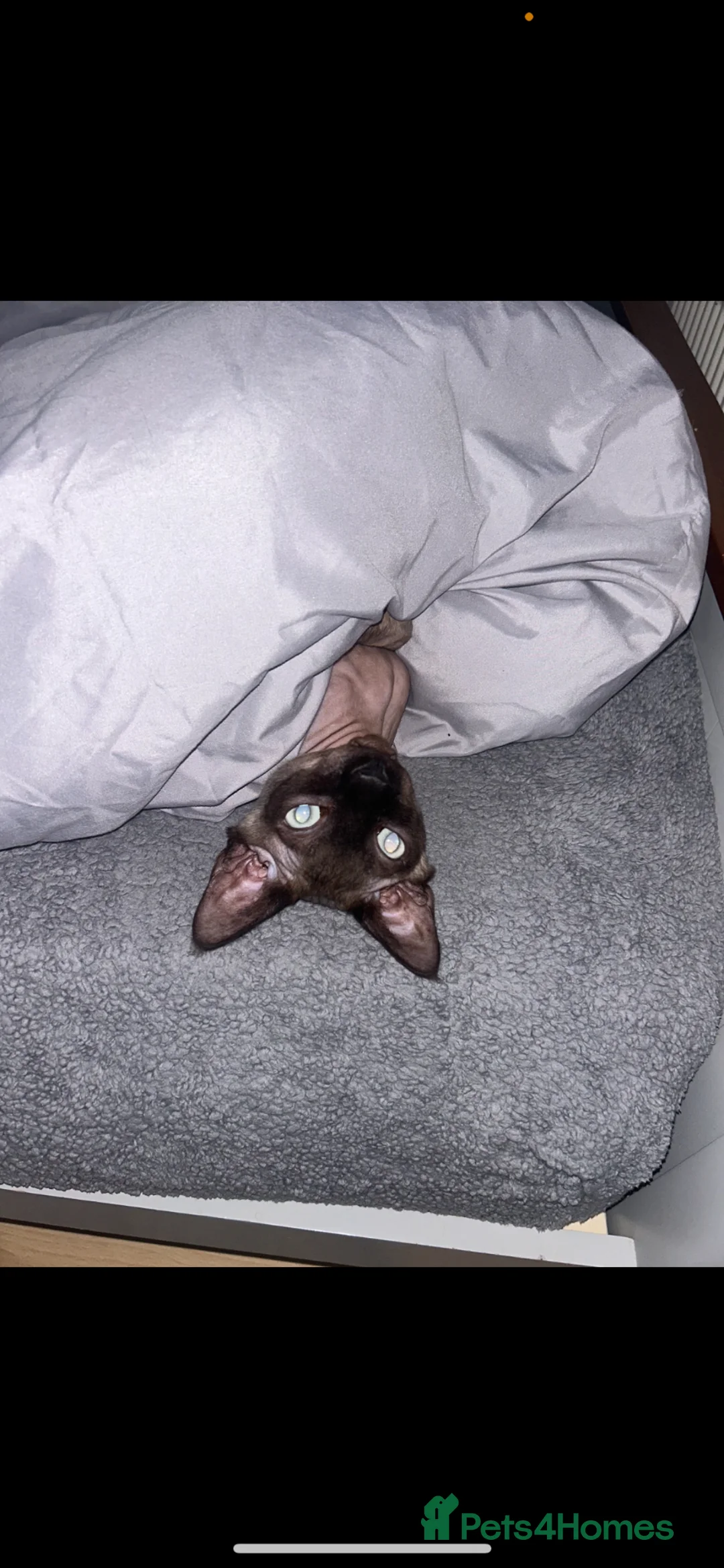 Sphynx cats for sale: Sphynx cat (one year old) in Birmingham - Advert 2