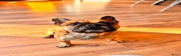 French Bulldog dogs for sale: Rocco in Wakefield - Advert 2