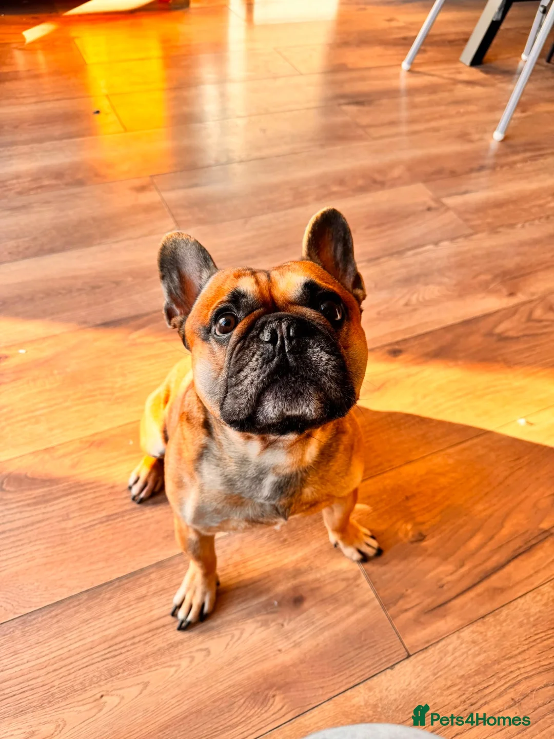 French Bulldog dogs for sale: Rocco in Wakefield - Advert 2