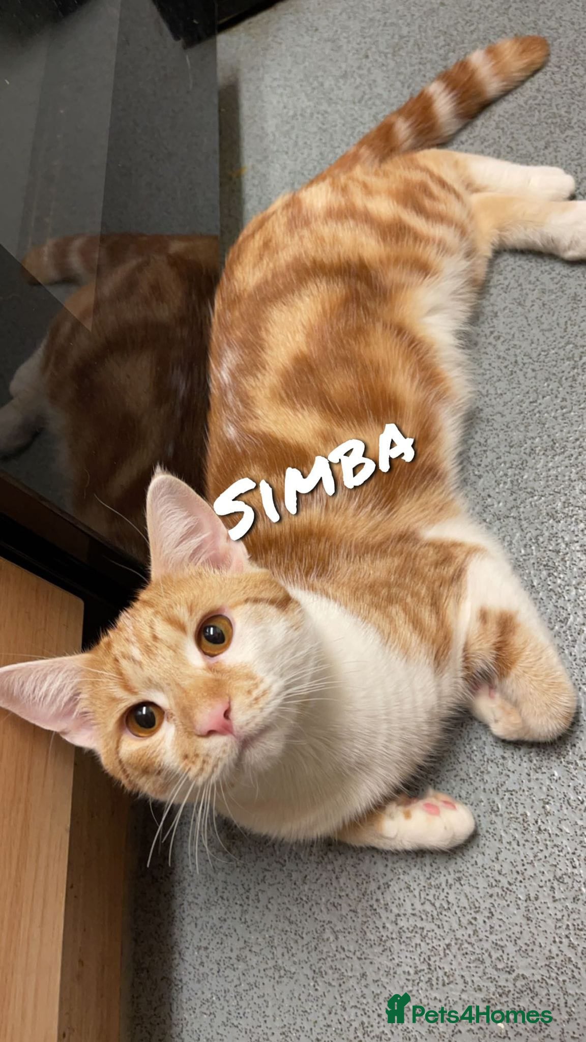 Domestic Shorthair cats Free Rehoming Simba  - Advert 2