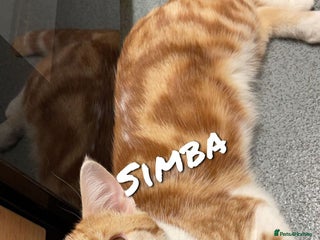 Domestic Shorthair cats Free Rehoming Simba - Advert 2