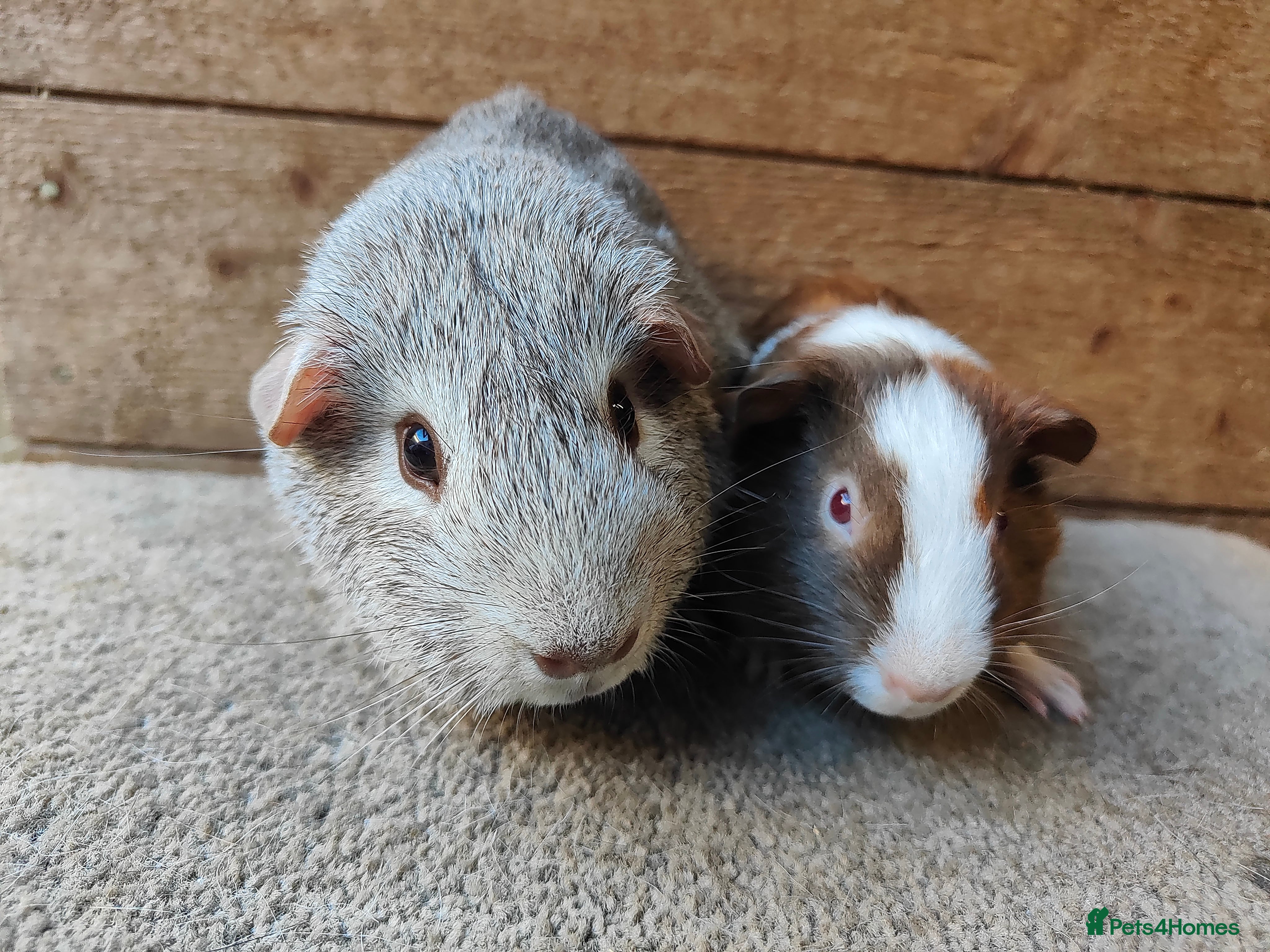 Guinea Pig rodents Male guinea pigs ready now - Advert 17
