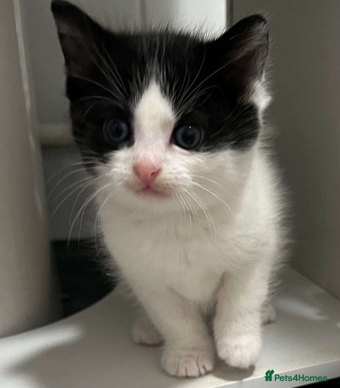 Mixed Breed cats for sale: A Surprise Litter. Dot’s first and last!  - Advert 25