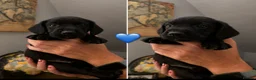 Mixed Breed dogs for sale: Patterdales (cocker/patterdale)  - Advert 4