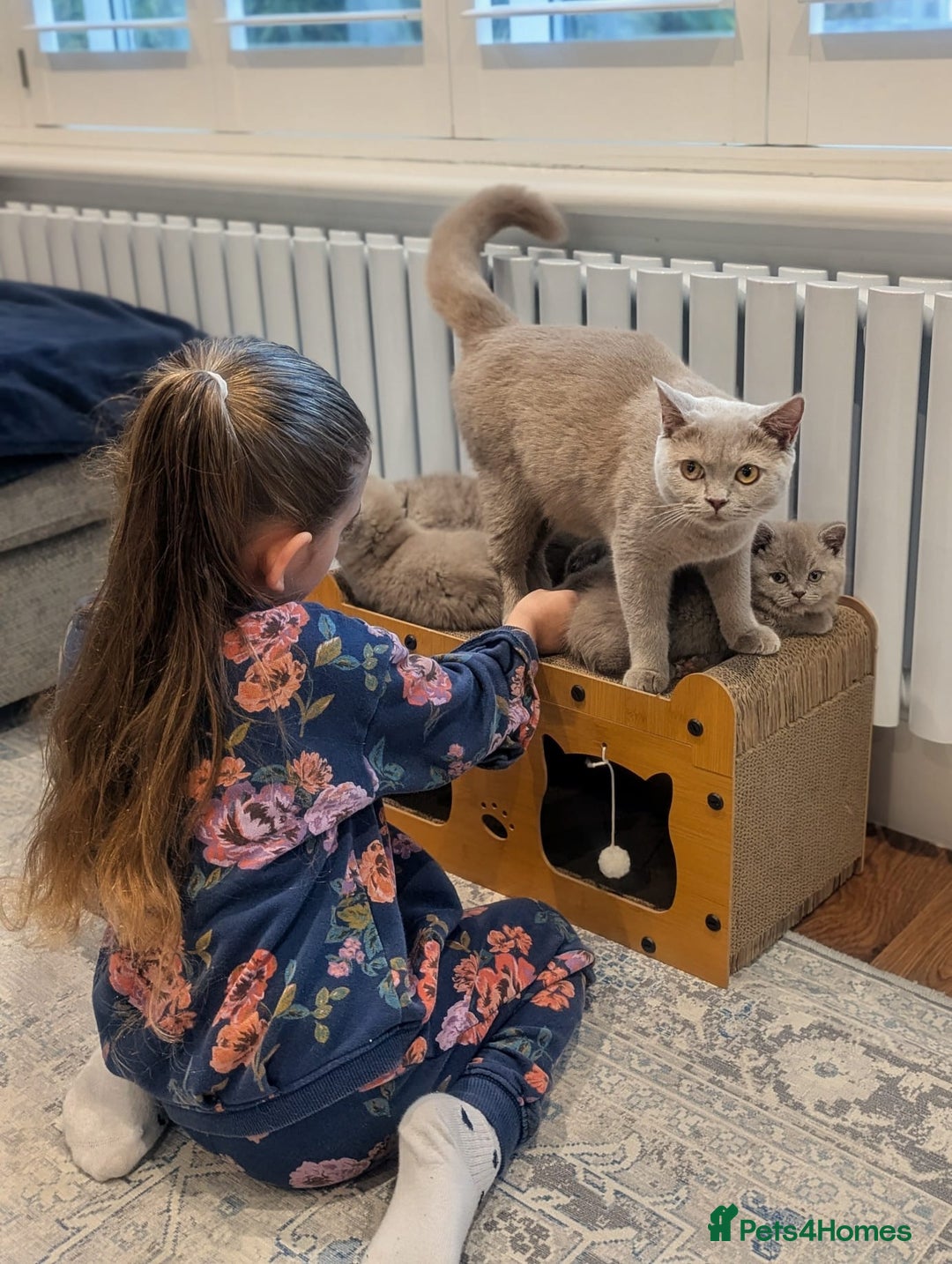 British Shorthair cats for sale: Gorgeous British Shorthair Kittens Teddy Bear Type - Advert 7