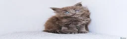Maine Coon cats for sale: Blue maine coon kittens -DNA health tested parents - Advert 19