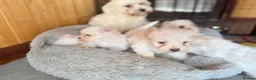 Maltese dogs for sale: 🐶 5 Beautiful Maltese🤍 in Coventry - Advert 2
