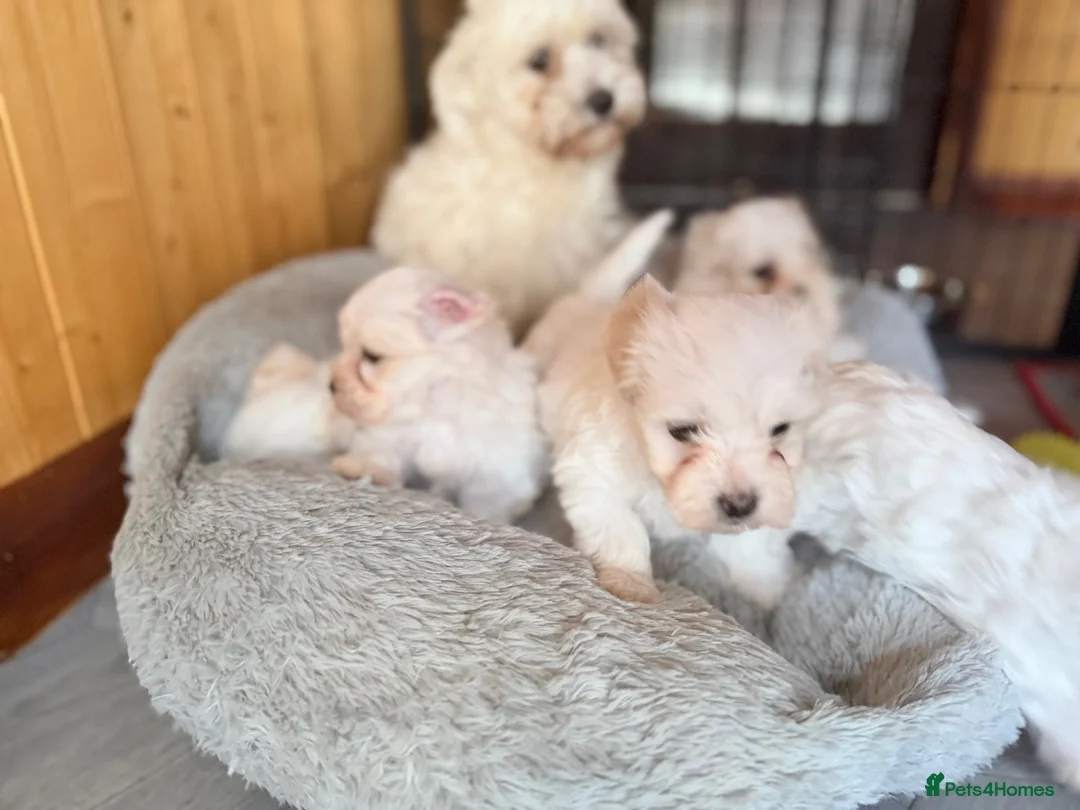 Maltese dogs for sale: 🐶 5 Beautiful Maltese🤍 in Coventry - Advert 2