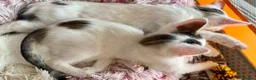 Mixed Breed cats for sale: Gorgeous White Kittens with Grey Markings Ready 🐾 - Advert 10