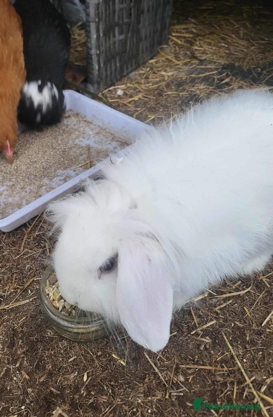 Mini Lion Lop rabbits for sale: Mini lionhead  - Image 2