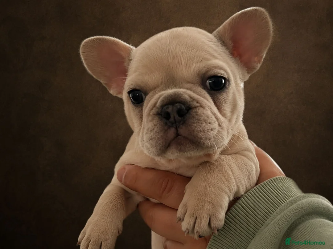 French Bulldog dogs for sale:  Perfect French Bulldog Puppies in London - Advert 1