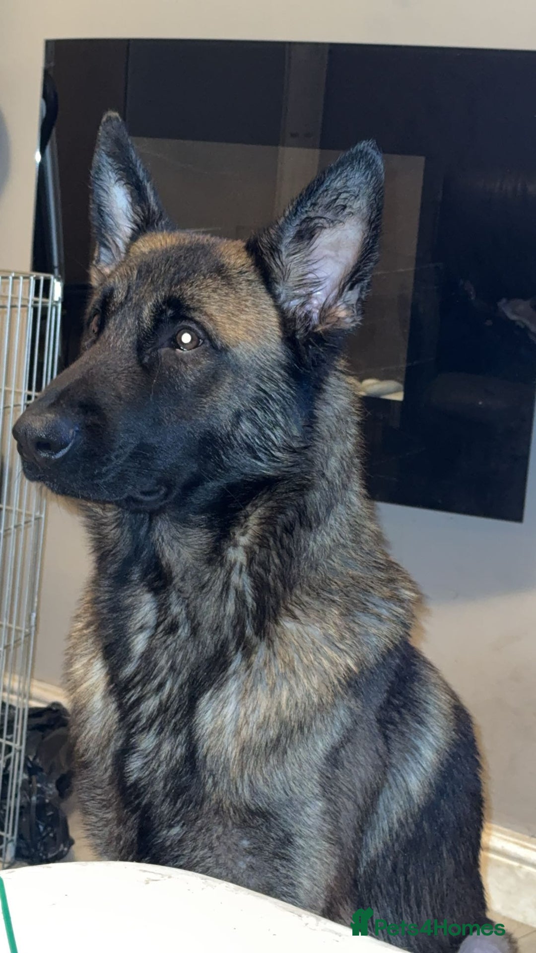 Mixed Breed dogs for sale: Cane Corso x Belgian Malinois - Image 6