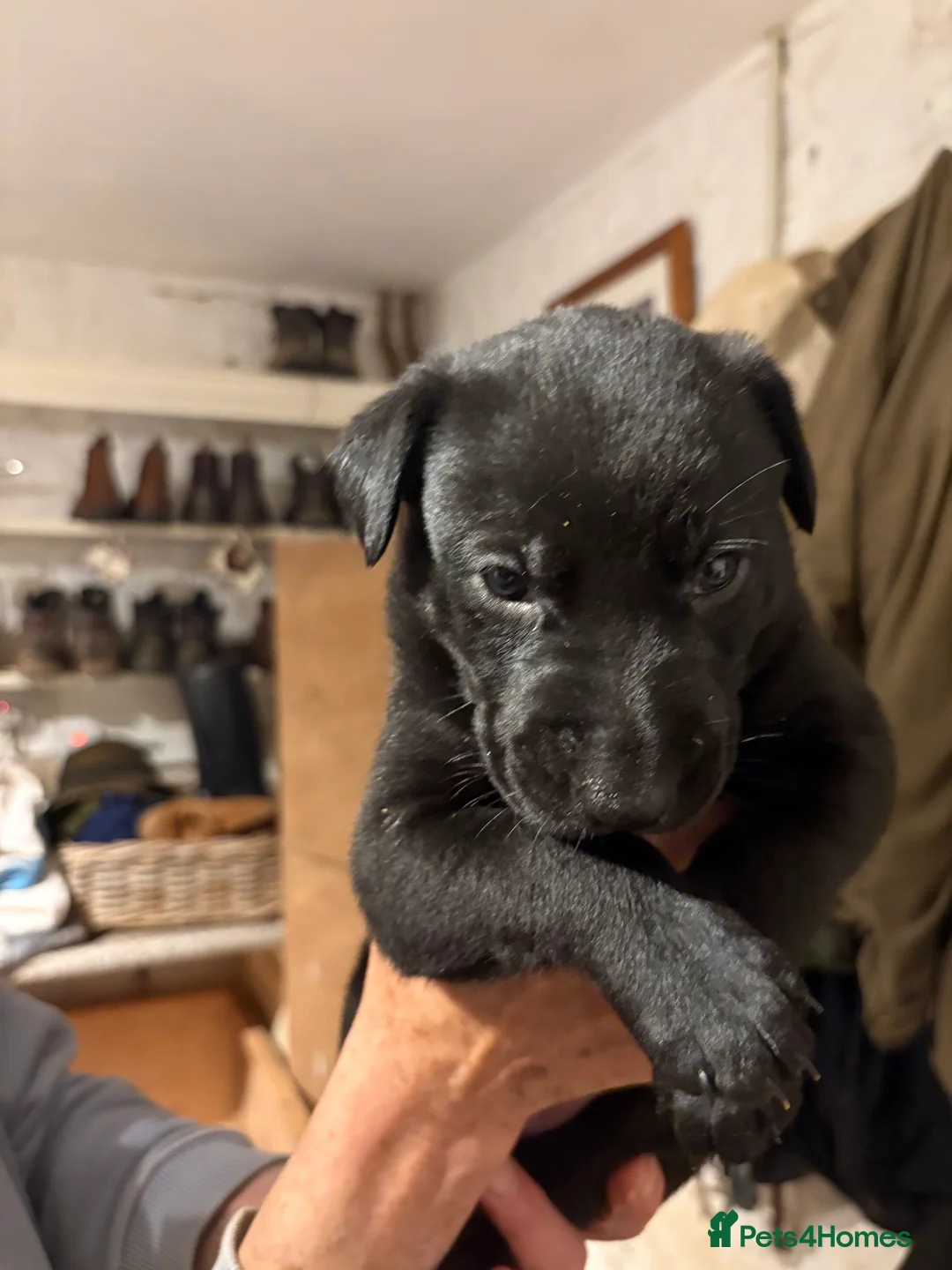 Mixed Breed dogs for sale: Whippet x Bedlington x Huntaway - Advert 11