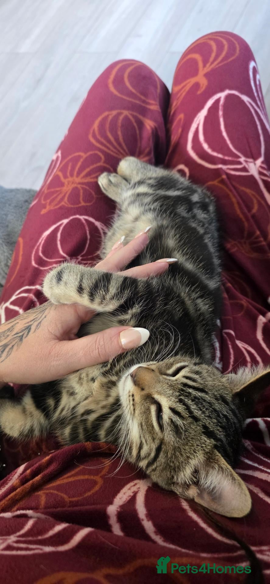 Mixed Breed cats for sale: Bengal cross boy with kitten bundle - Advert 7
