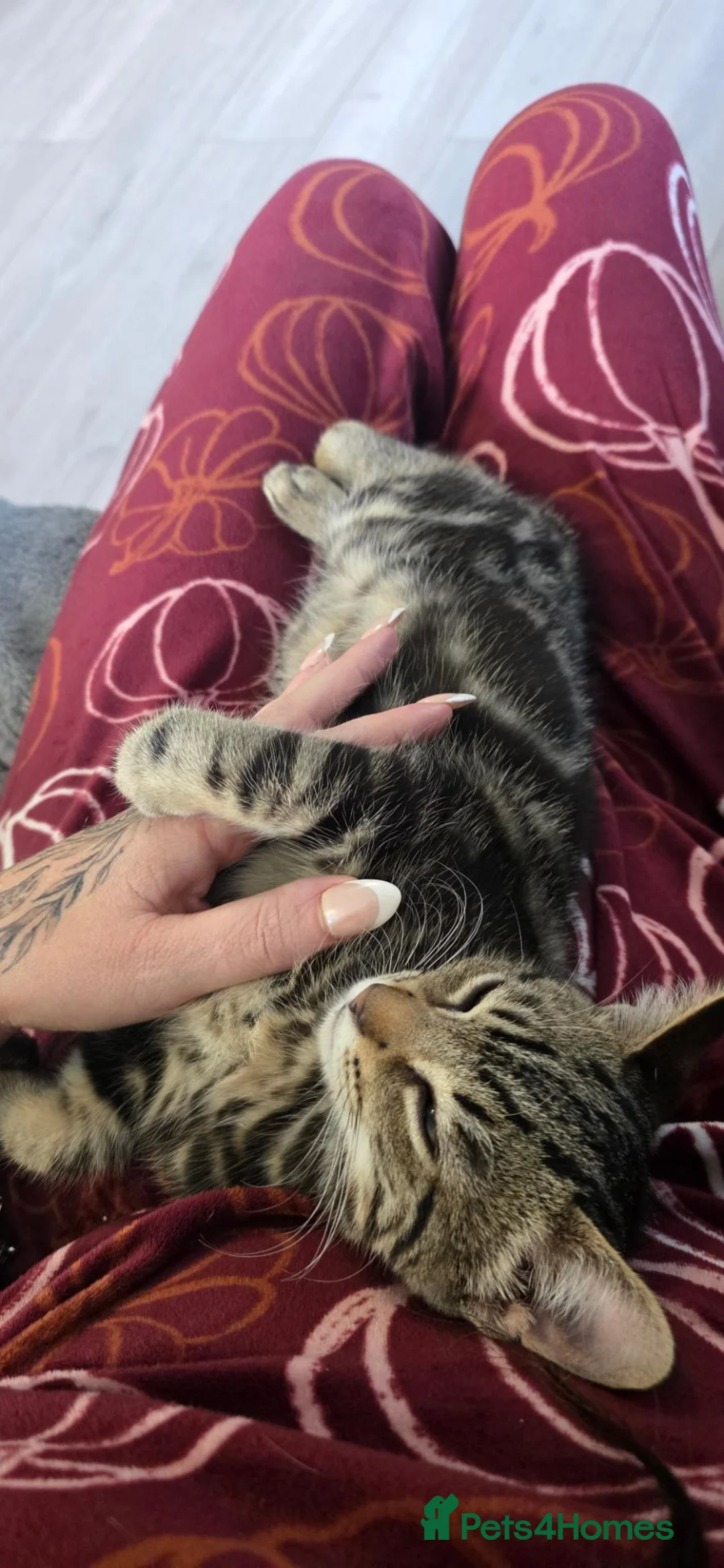 Mixed Breed cats for sale: Bengal cross boy with kitten bundle - Advert 1