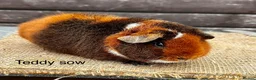 Guinea Pig rodents for sale: Guinea pigs - Advert 12