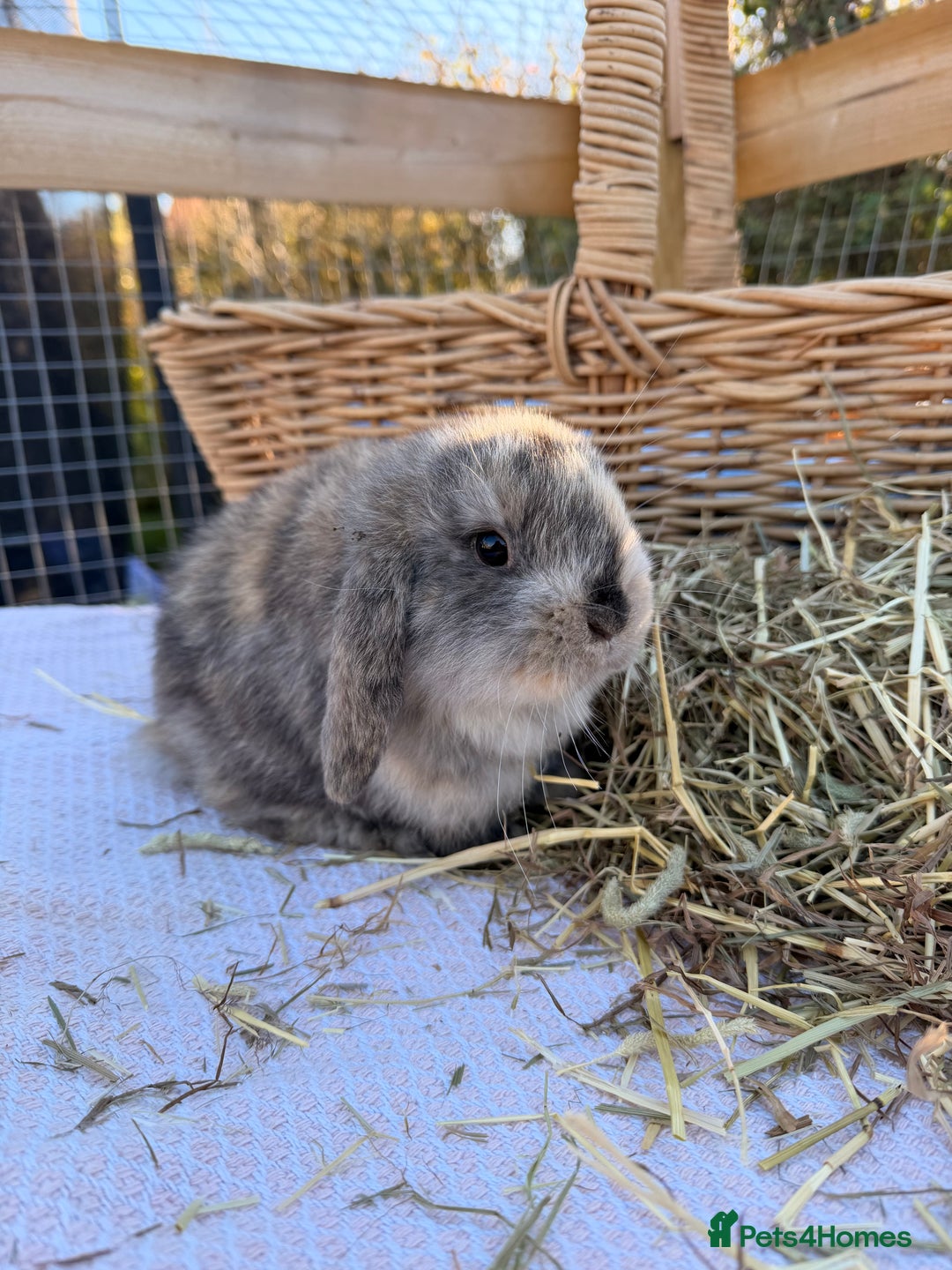 Mini Lop rabbits for sale: Mini Lop bunnies  - Advert 23